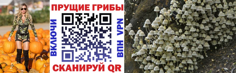 Псилоцибиновые грибы Psilocybine cubensis  Анива 